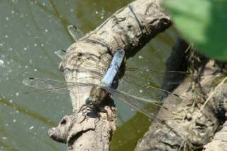 Orthetrum cancellatum - Großer Blaupfeil